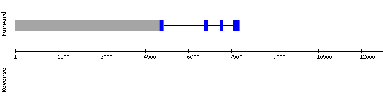 gene structure