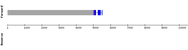 gene structure