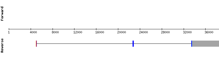 gene structure