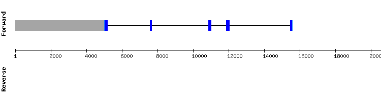 gene structure