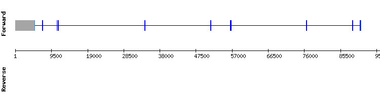 gene structure