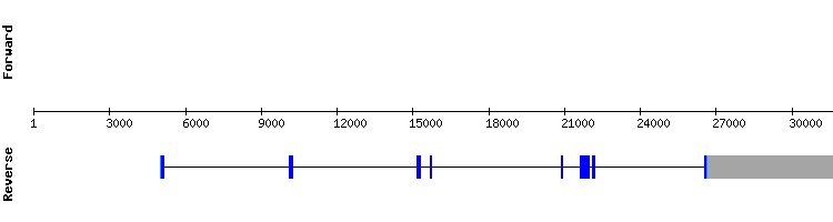 gene structure
