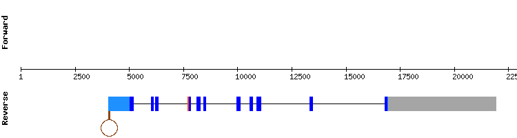 gene structure