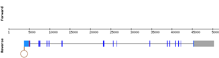 gene structure