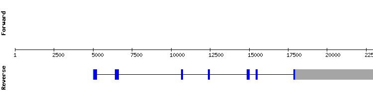 gene structure