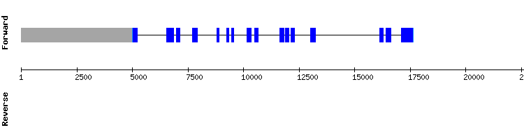 gene structure