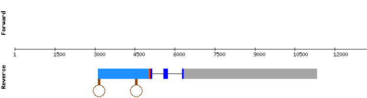 gene structure