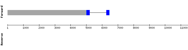 gene structure