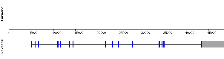 gene structure
