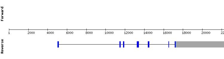 gene structure