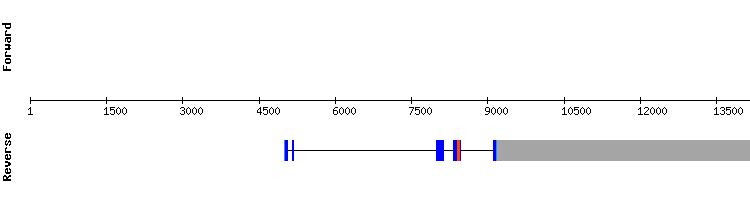 gene structure