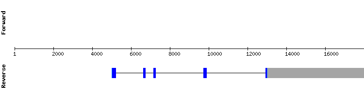 gene structure