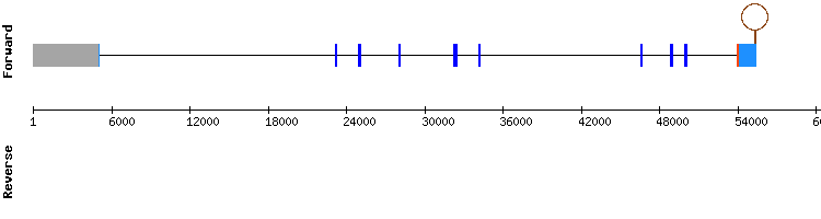 gene structure