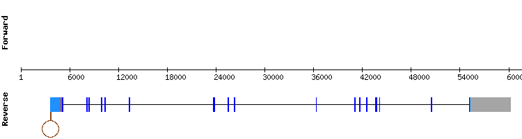 gene structure