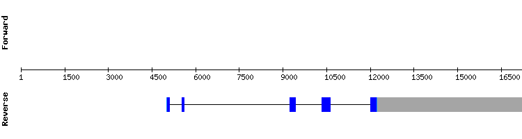 gene structure