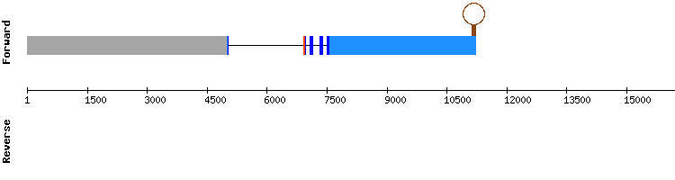 gene structure