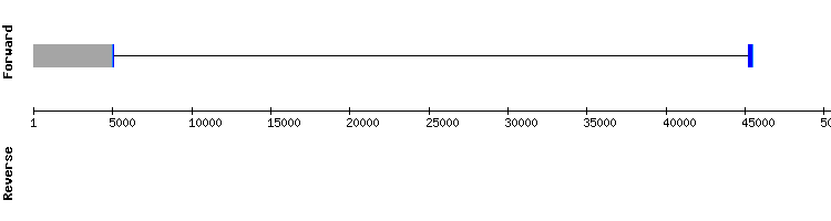 gene structure