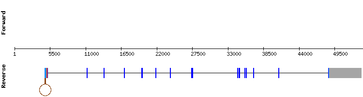 gene structure