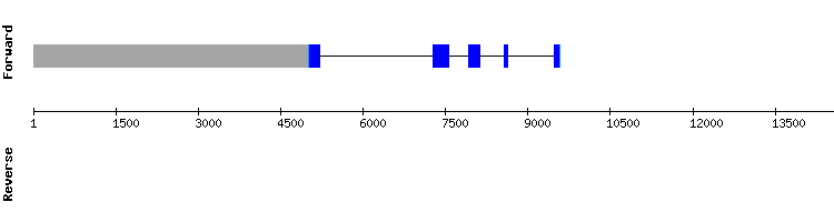 gene structure