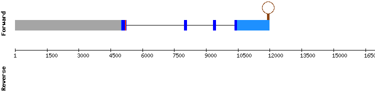 gene structure