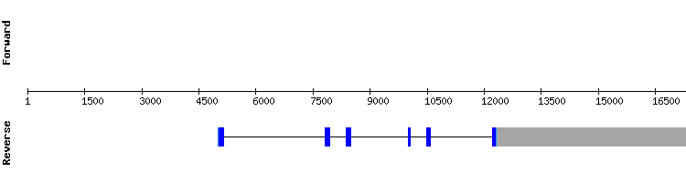 gene structure