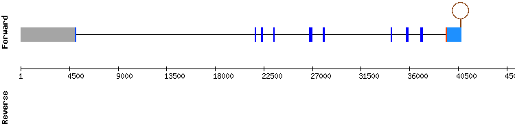 gene structure