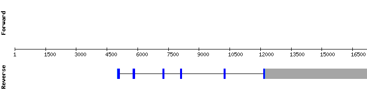 gene structure