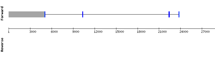 gene structure