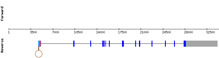 gene structure