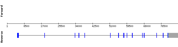 gene structure