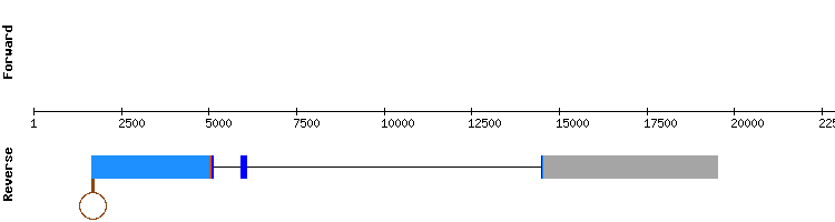 gene structure
