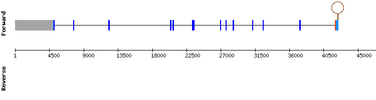 gene structure