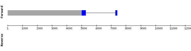 gene structure
