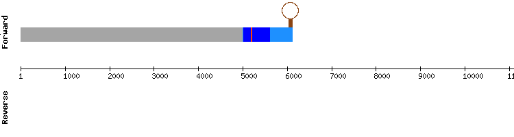 gene structure