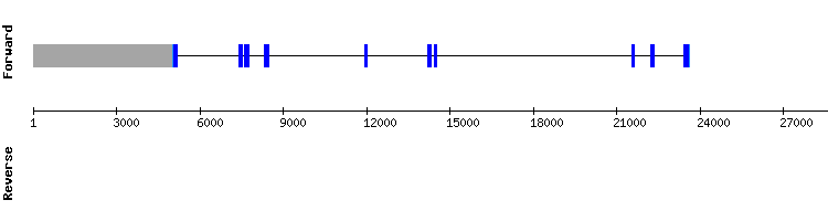 gene structure