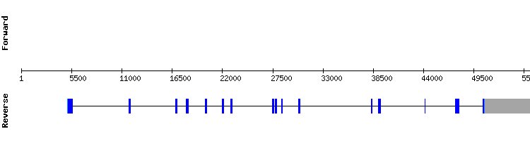 gene structure