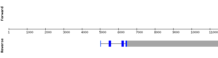 gene structure