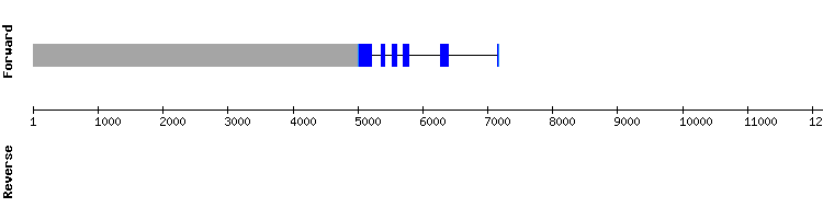 gene structure