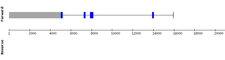 gene structure
