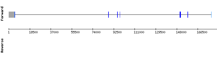 gene structure