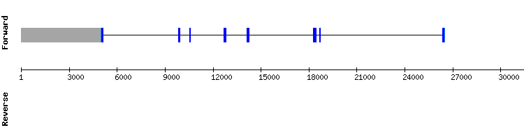 gene structure