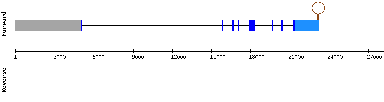 gene structure