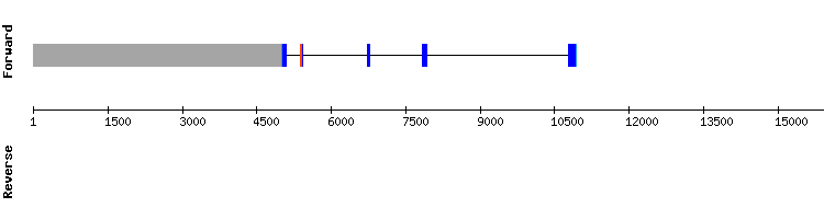 gene structure