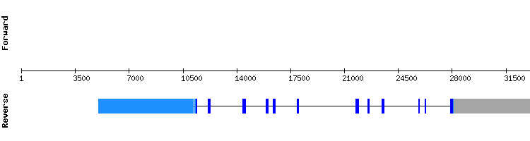 gene structure