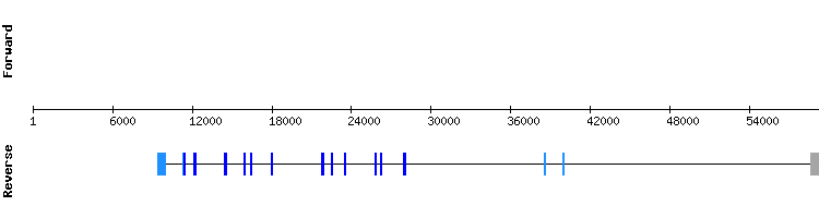 gene structure