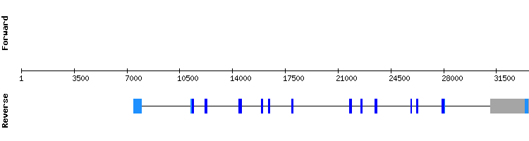 gene structure