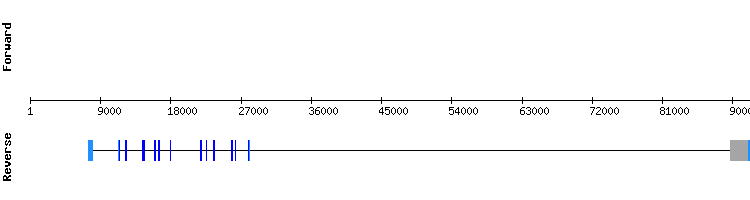 gene structure