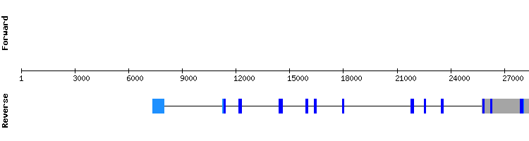 gene structure