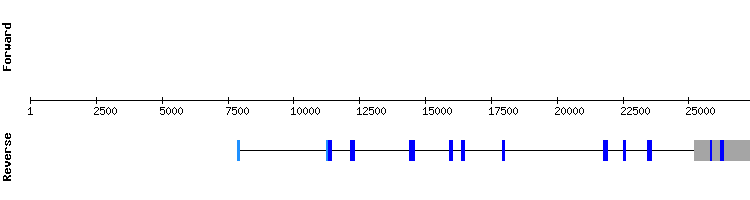gene structure