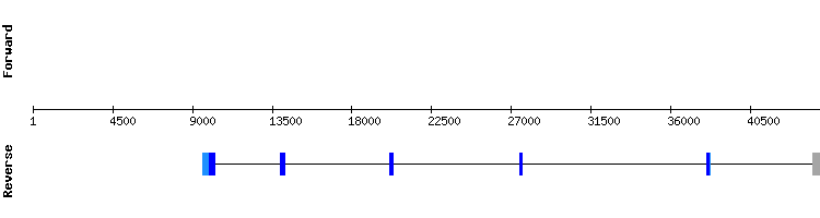 gene structure